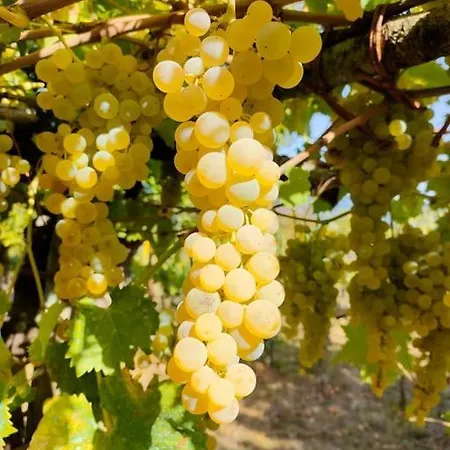 Grappolonero Apartament Laino Castello