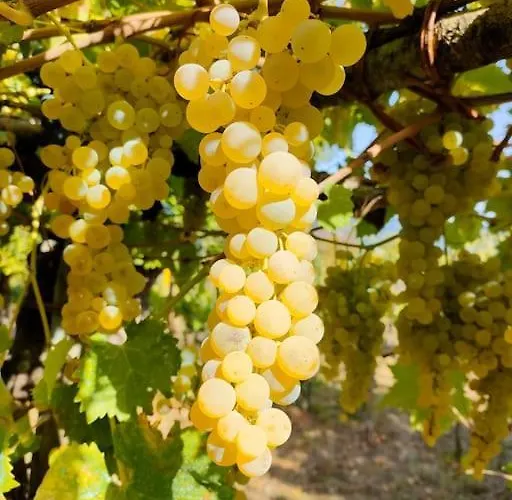 Grappolonero Apartamento Laino Castello