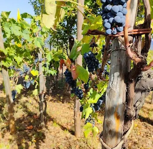 Lejlighed Grappolonero